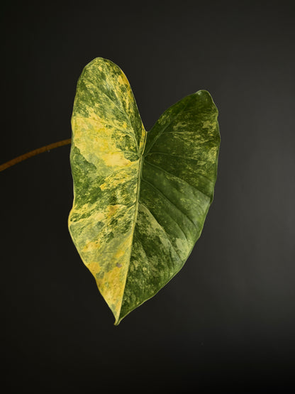 Alocasia Calidora aurea X Infernalis variegated hybrid (Mature) | 9 cm pot