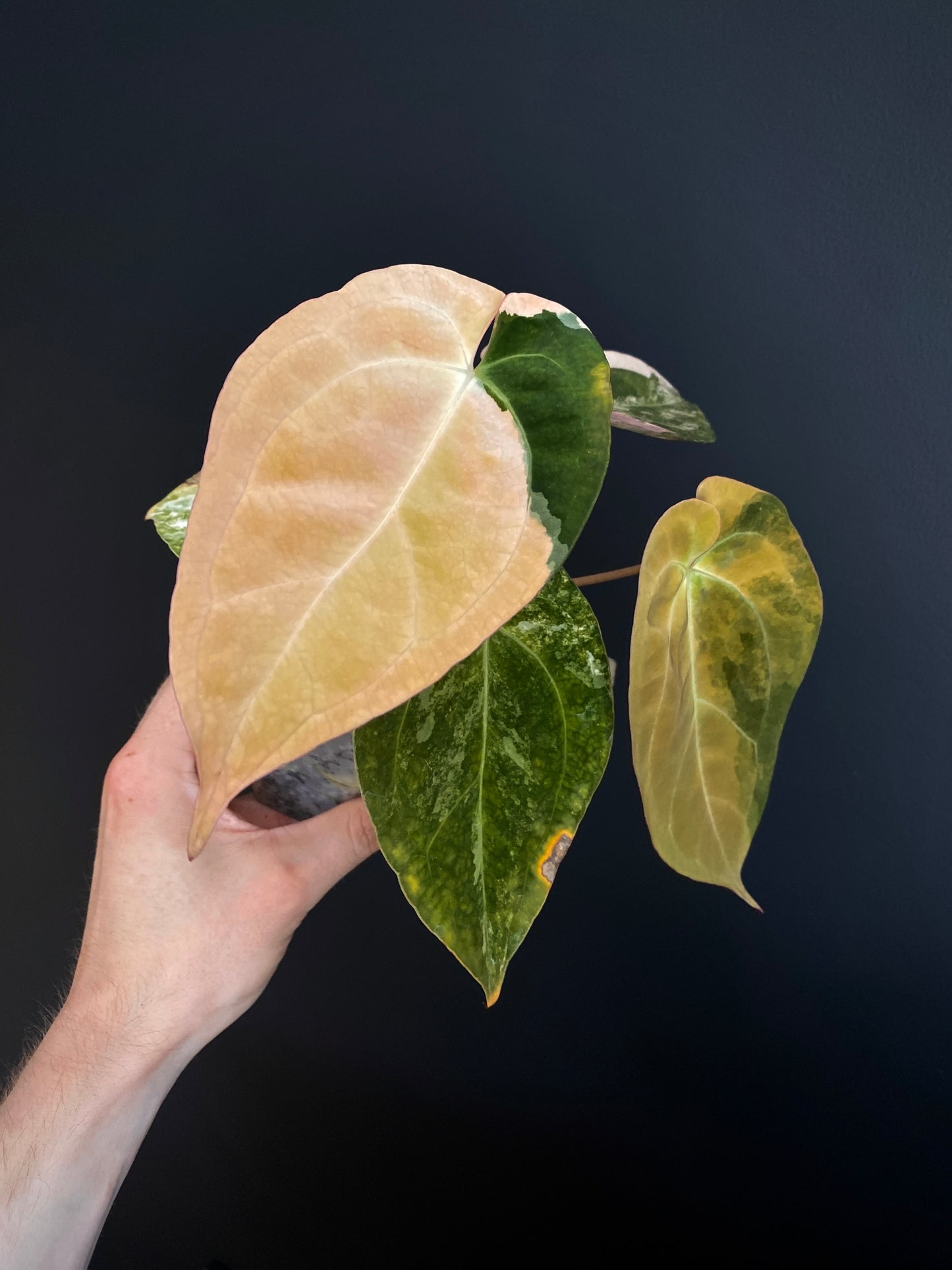 Anthurium PapCrystal var X Papillilaminum | 7 cm pot