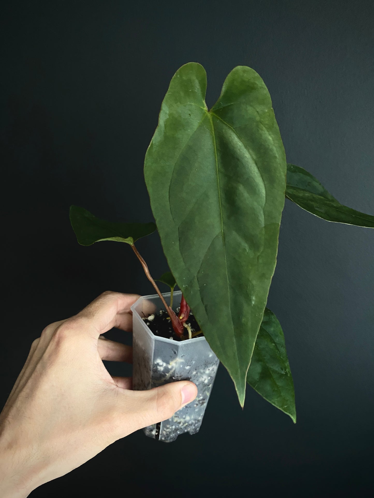 Anthurium Golden Eagle X BVEP (R.FxF) | 7 cm pot [B]