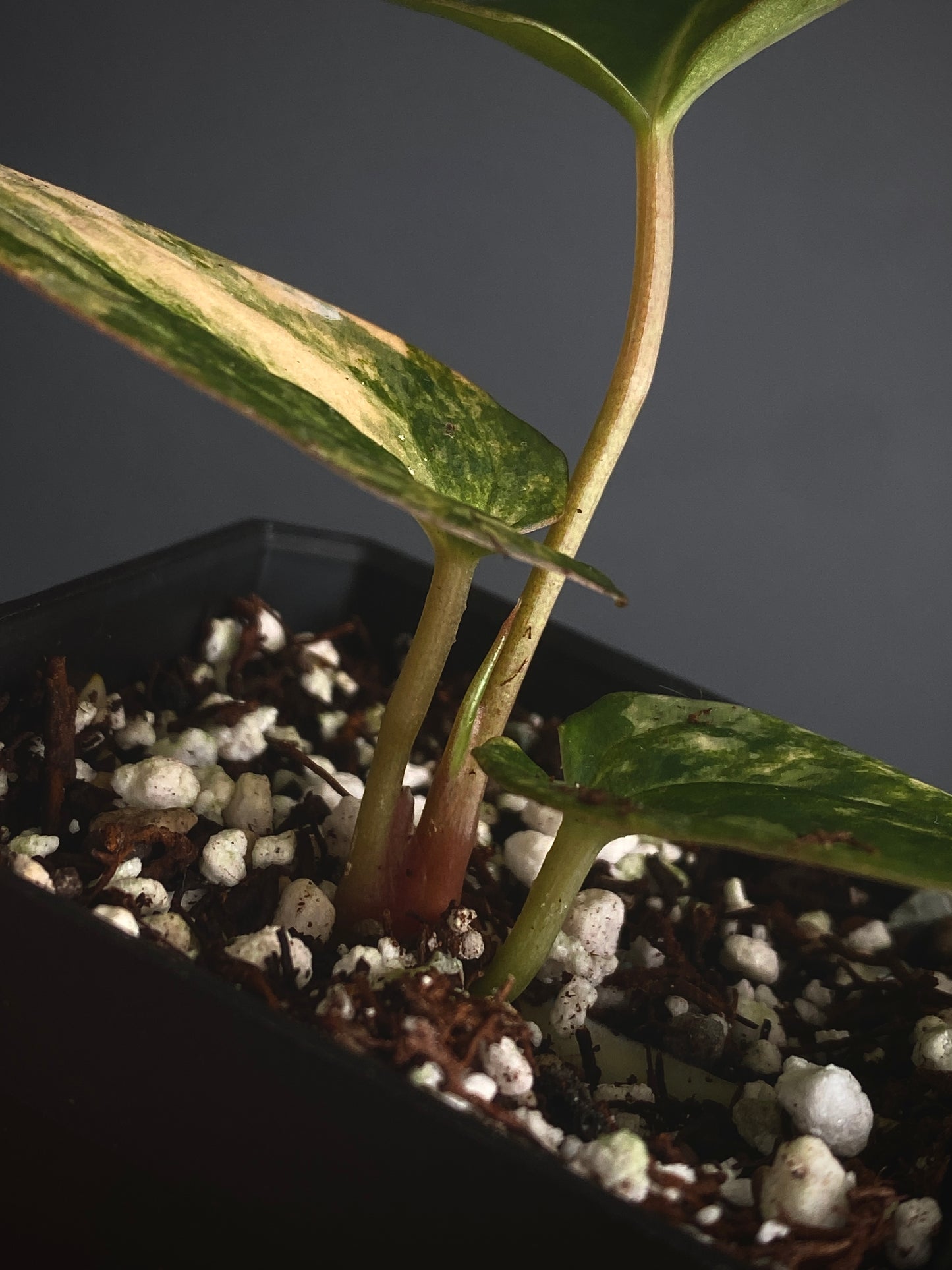 Anthurium Papillilaminum var X (Darkest Panama x X-one) | 7 cm pot [B]