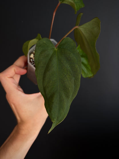 Anthurium Golden Eagle X BVEP (R.FxF) | 7 cm pot [A]