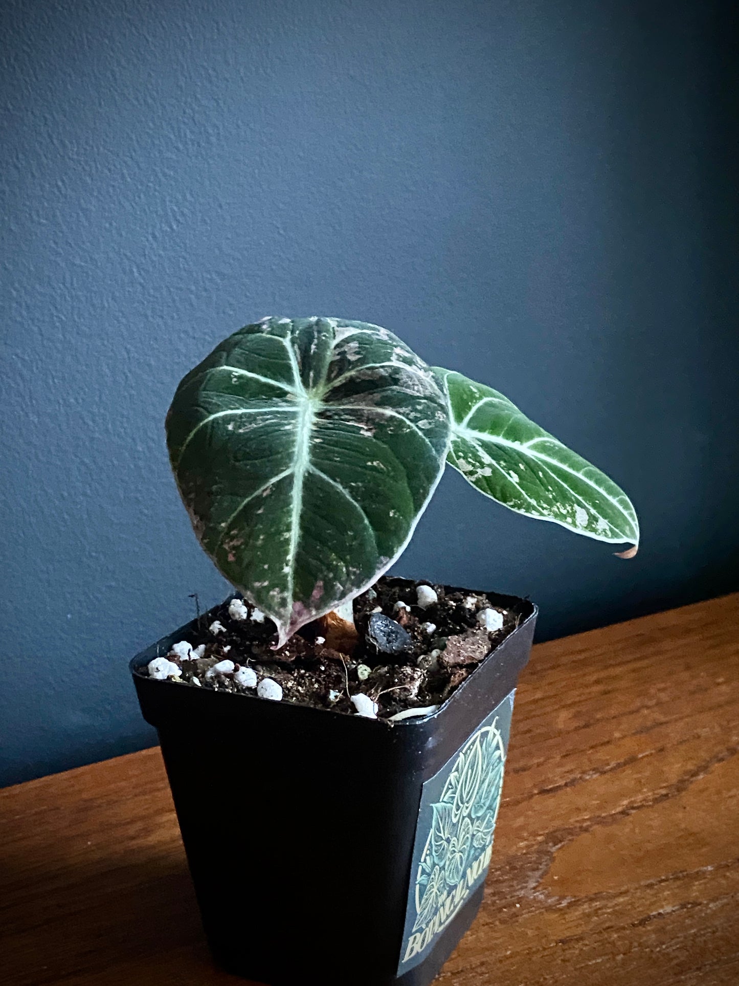 Alocasia Black Velvet Pink variegata | 7 cm pot (D)