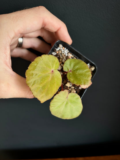 Begonia Ozotothrix | 6 cm pot [C]