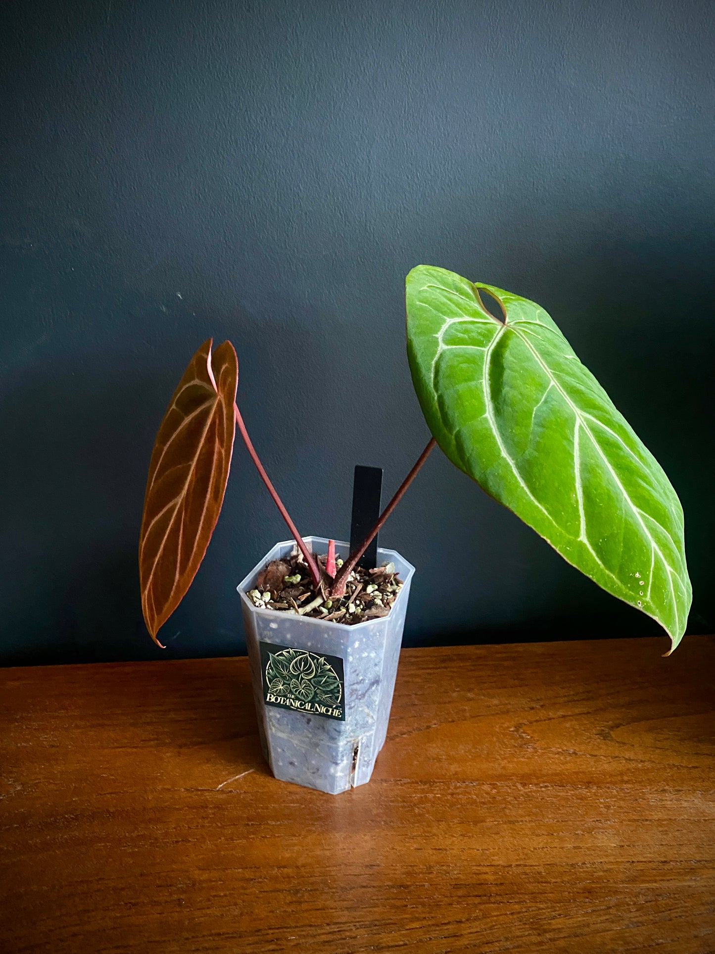 Anthurium Besseae X Magnificum | 9 cm pot