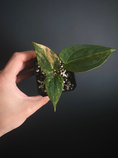 Anthurium Papillilaminum var X (Darkest Panama x X-one) | 7 cm pot [B]