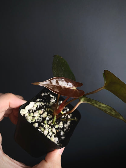 Anthurium Velvet Moira (Papillilaminum x Subsignatum) X Portillae | 7 cm pot