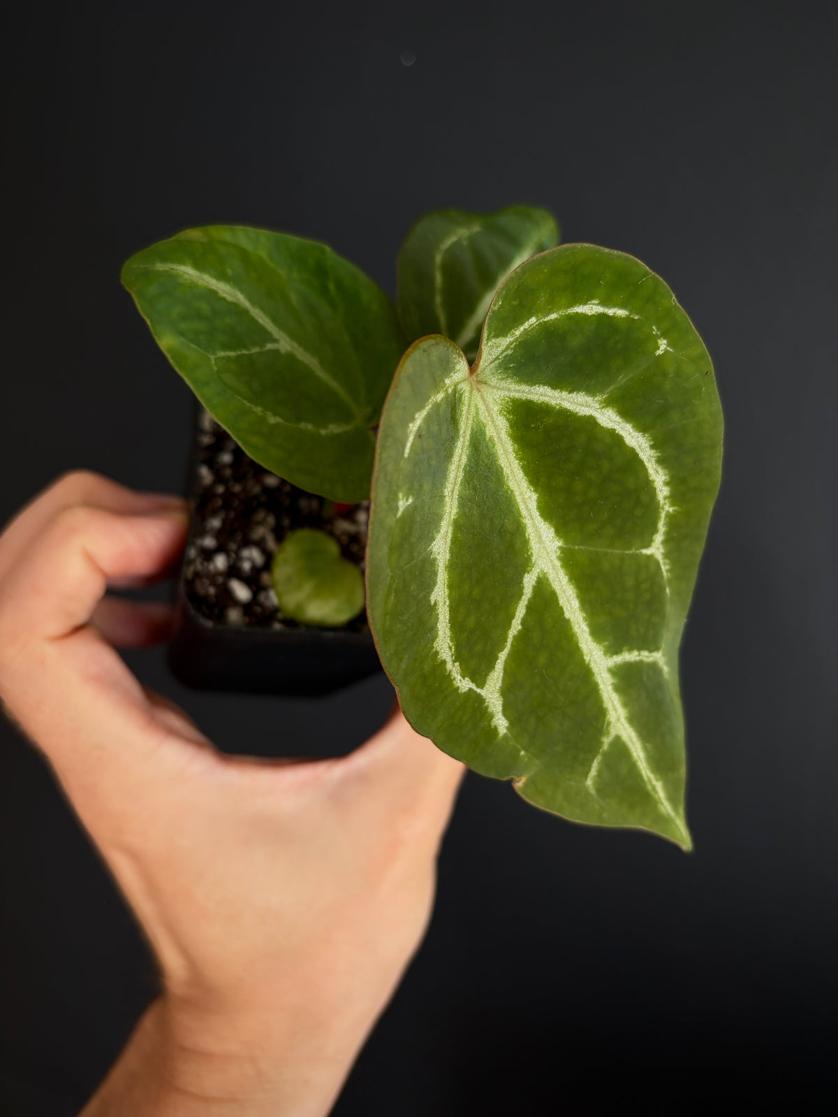Anthurium Megatron X Black Venom (non-variegated) | 6 cm pot [B]