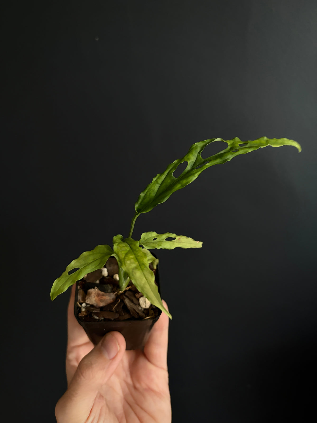 Monstera Obliqua Peru | 6 cm pot