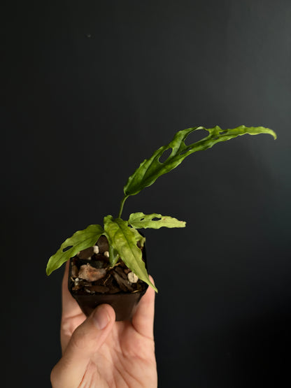 Monstera Obliqua Peru | 6 cm pot