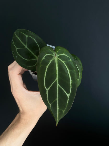 Anthurium Dark Web X Carlablackiae 'Marcella' | 7 cm pot