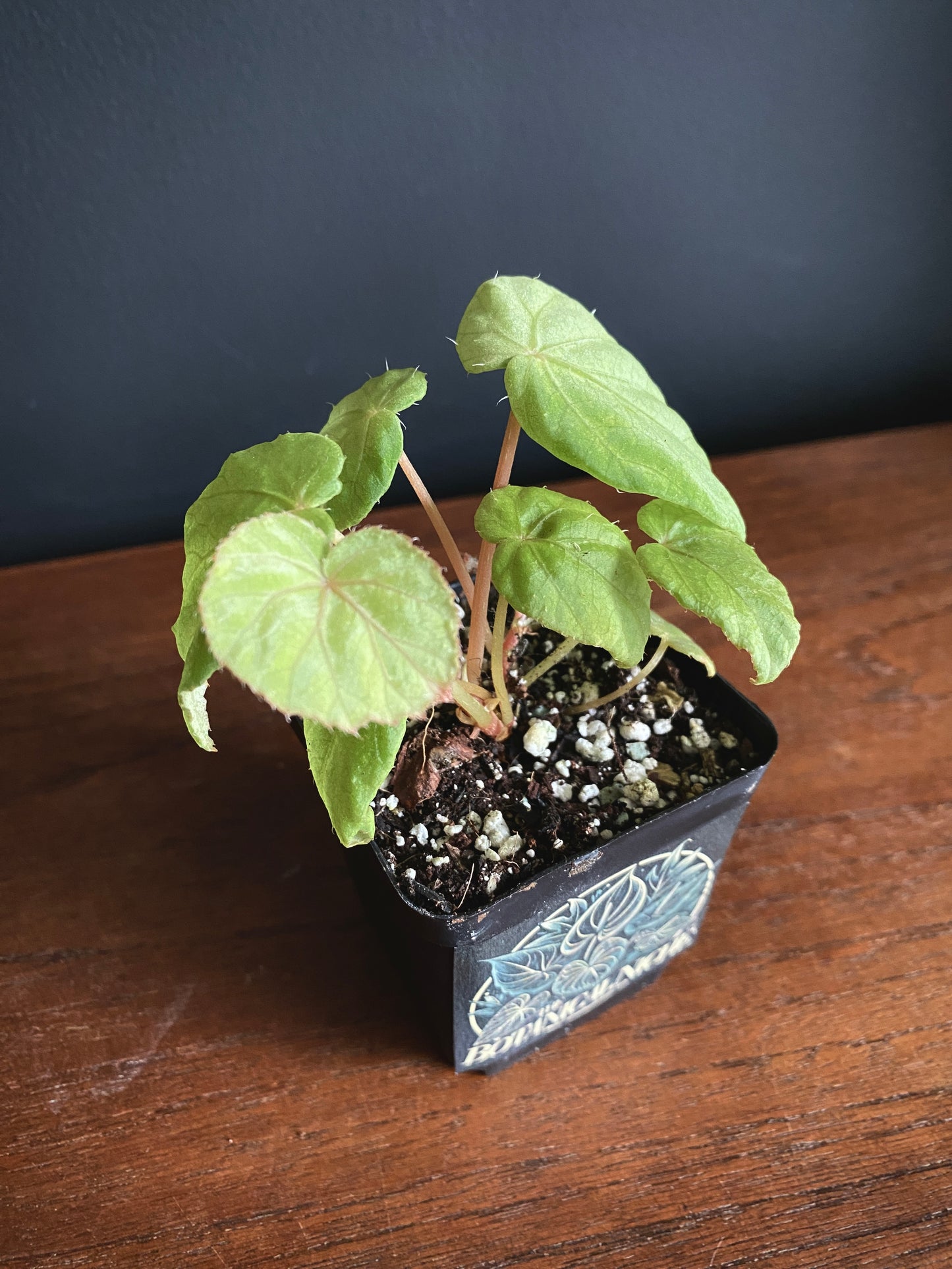 Begonia Pavonina | 6 cm pot [B]