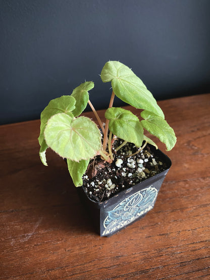Begonia Pavonina | 6 cm pot [B]