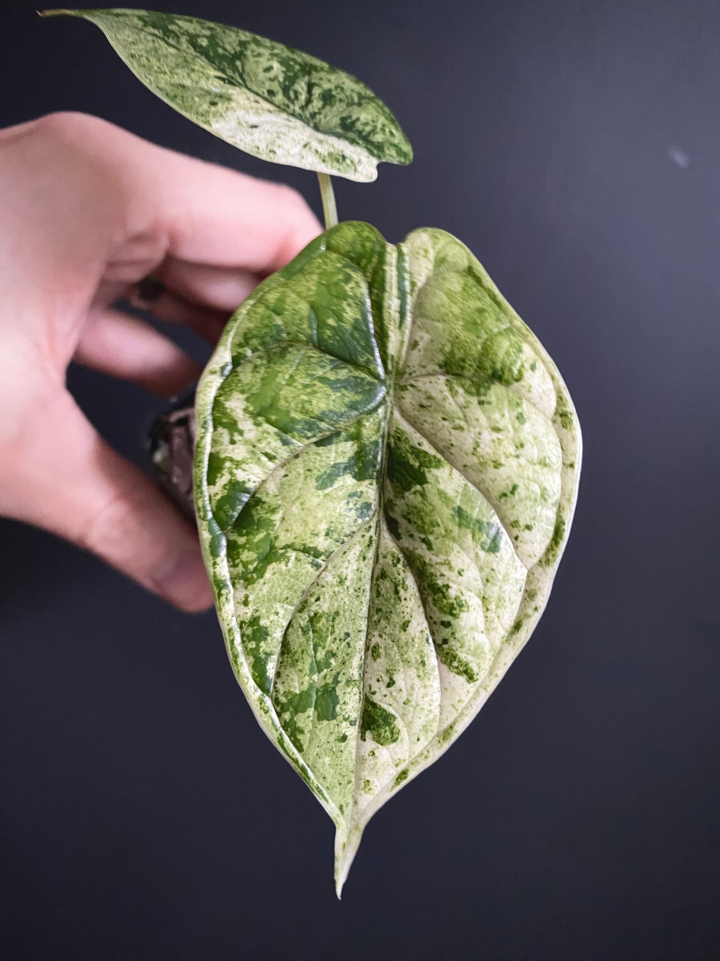 Alocasia Dragonscale Mint variegata | 6 cm pot [A]