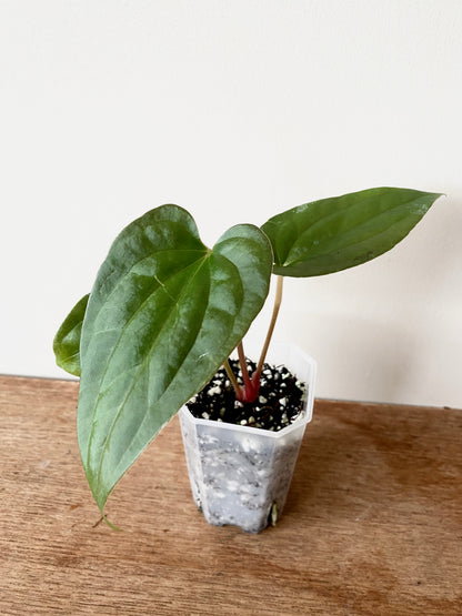 Anthurium Fort Sherman X Luxurians | 7 cm pot