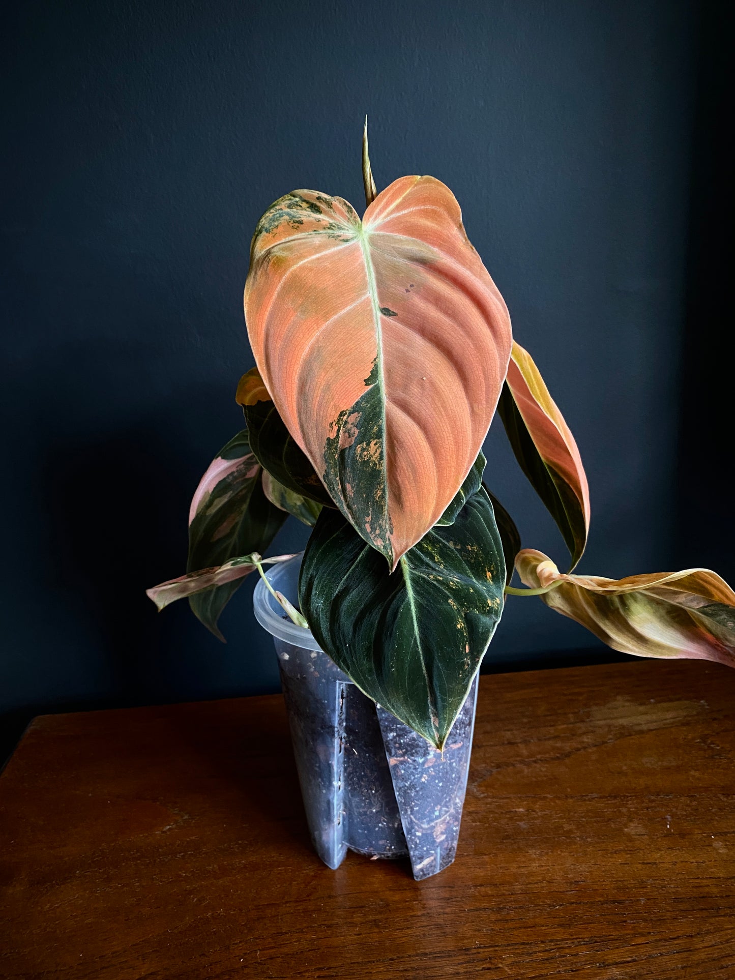 Philodendron Melanochrysum Orange variegata | 12 cm pot [C]