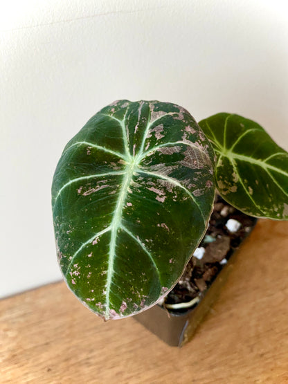 Alocasia Black Velvet Pink variegata | 7 cm pot (D)