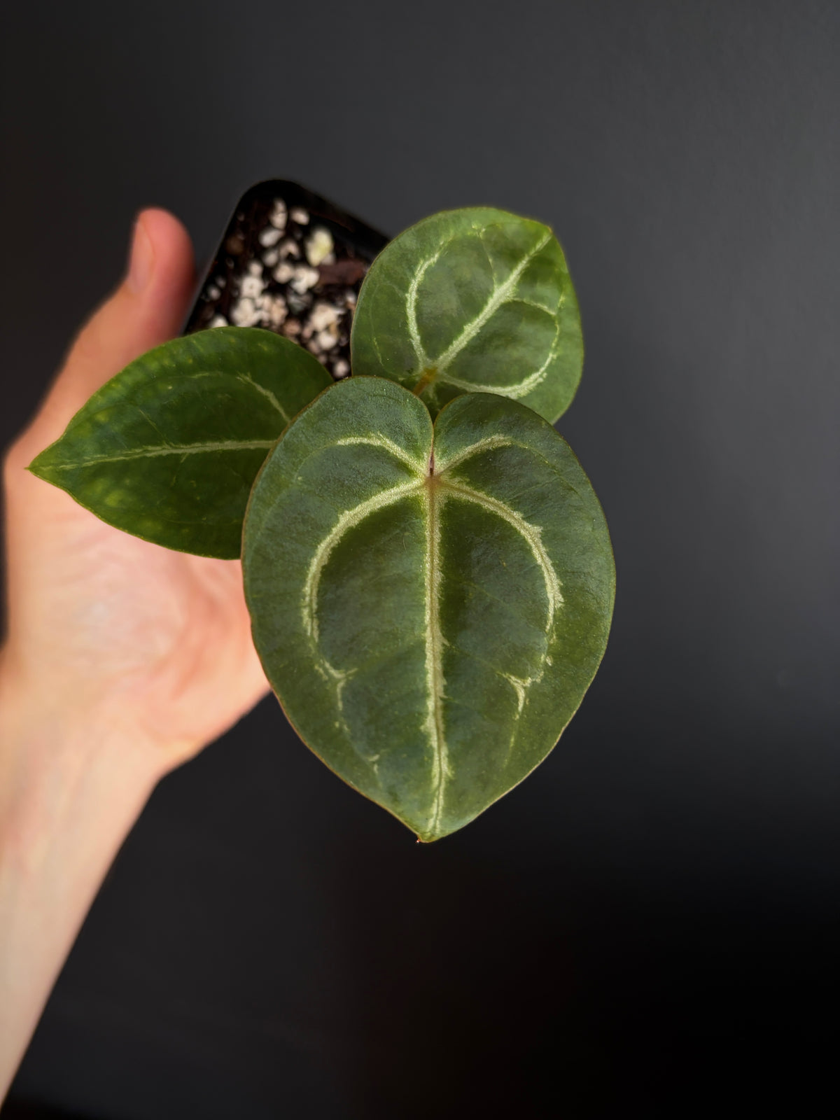 Anthurium Megatron X Black Venom (non-variegated) | 6 cm pot [A]