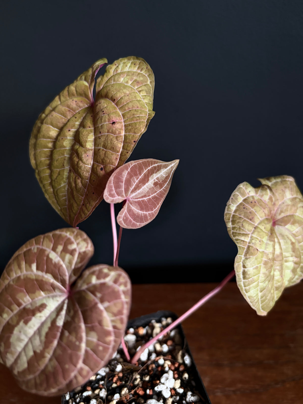 Dioscorea Discolor | 6 cm pot [B]