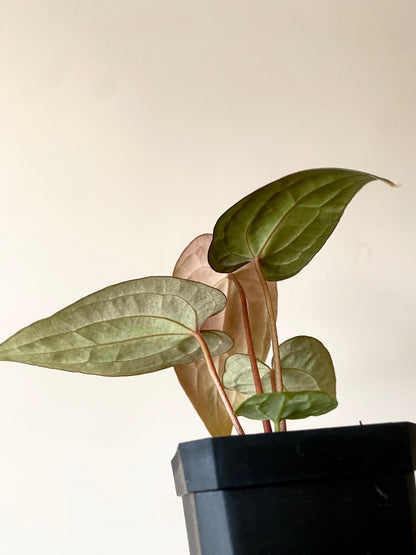 Anthurium RVDP (self) mint variegated | 7 cm pot [super-select]
