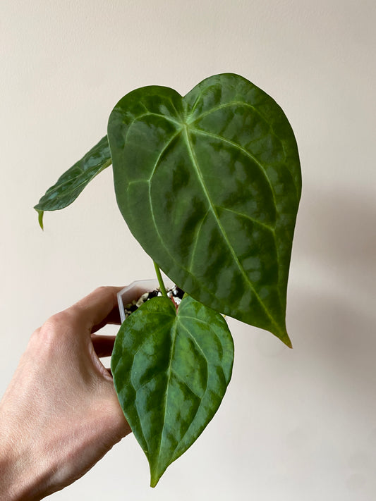 Anthurium Delta Force X Forgetii | 7 cm pot