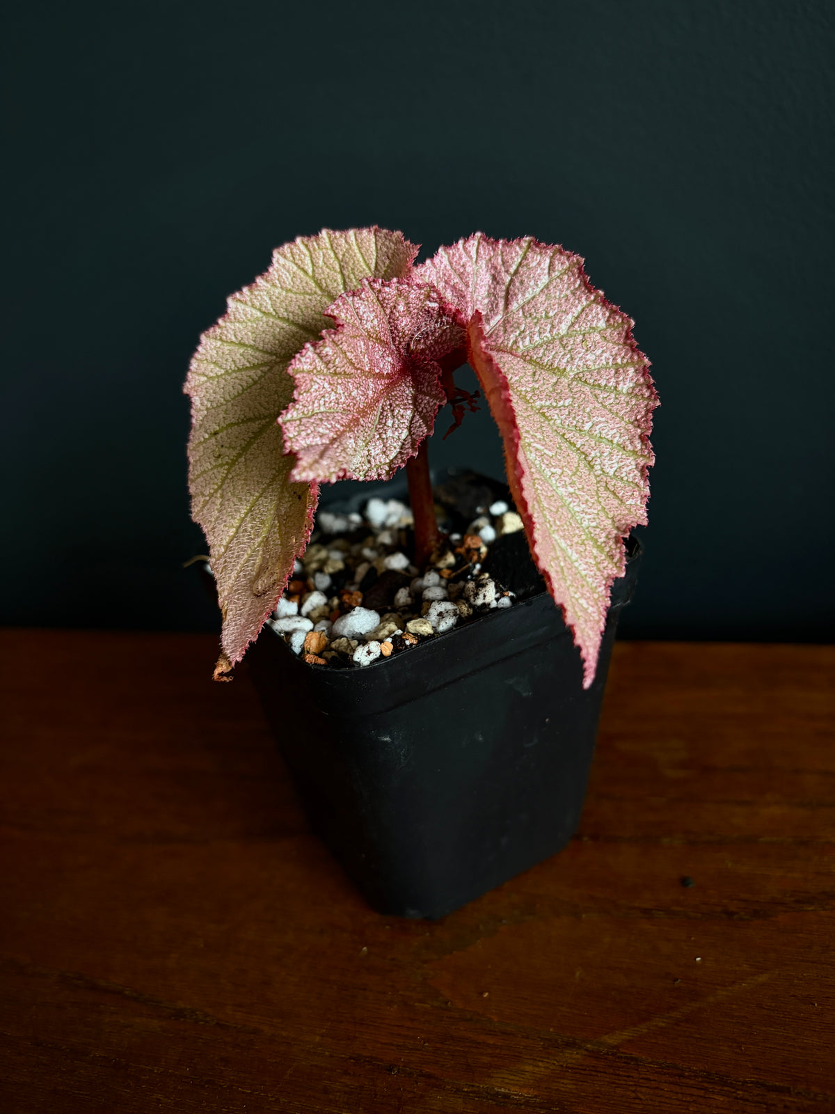 Begonia Sinbad | 6 cm pot [B]