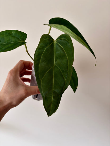 Anthurium Subsignatum (velvety) X Carlablackiae | 7 cm pot [B]