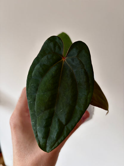 Anthurium Red Vein Dark Phoenix | 7 cm pot [A]