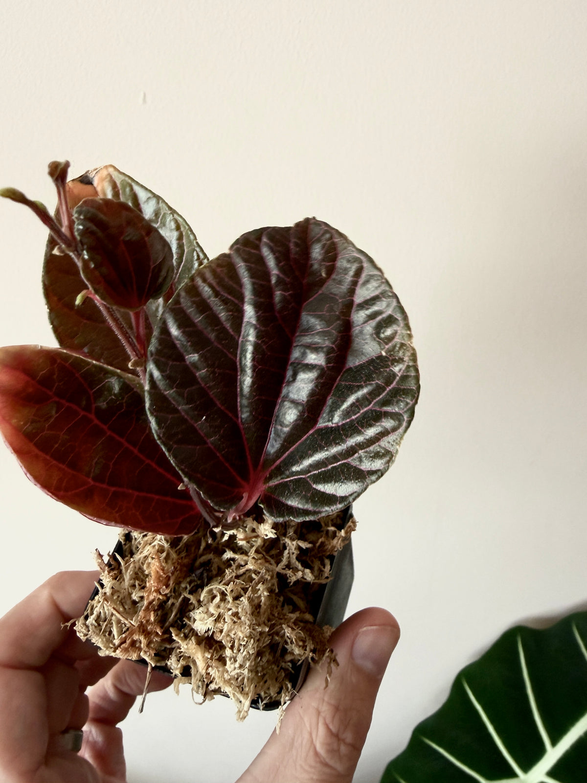 Piper sp. Kalimantan Pink  | 6 cm pot