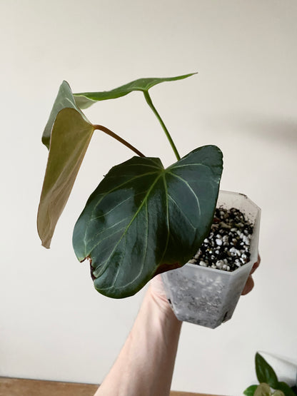 Anthurium King of Spades (KOS) X Blacksweet | 9 cm pot