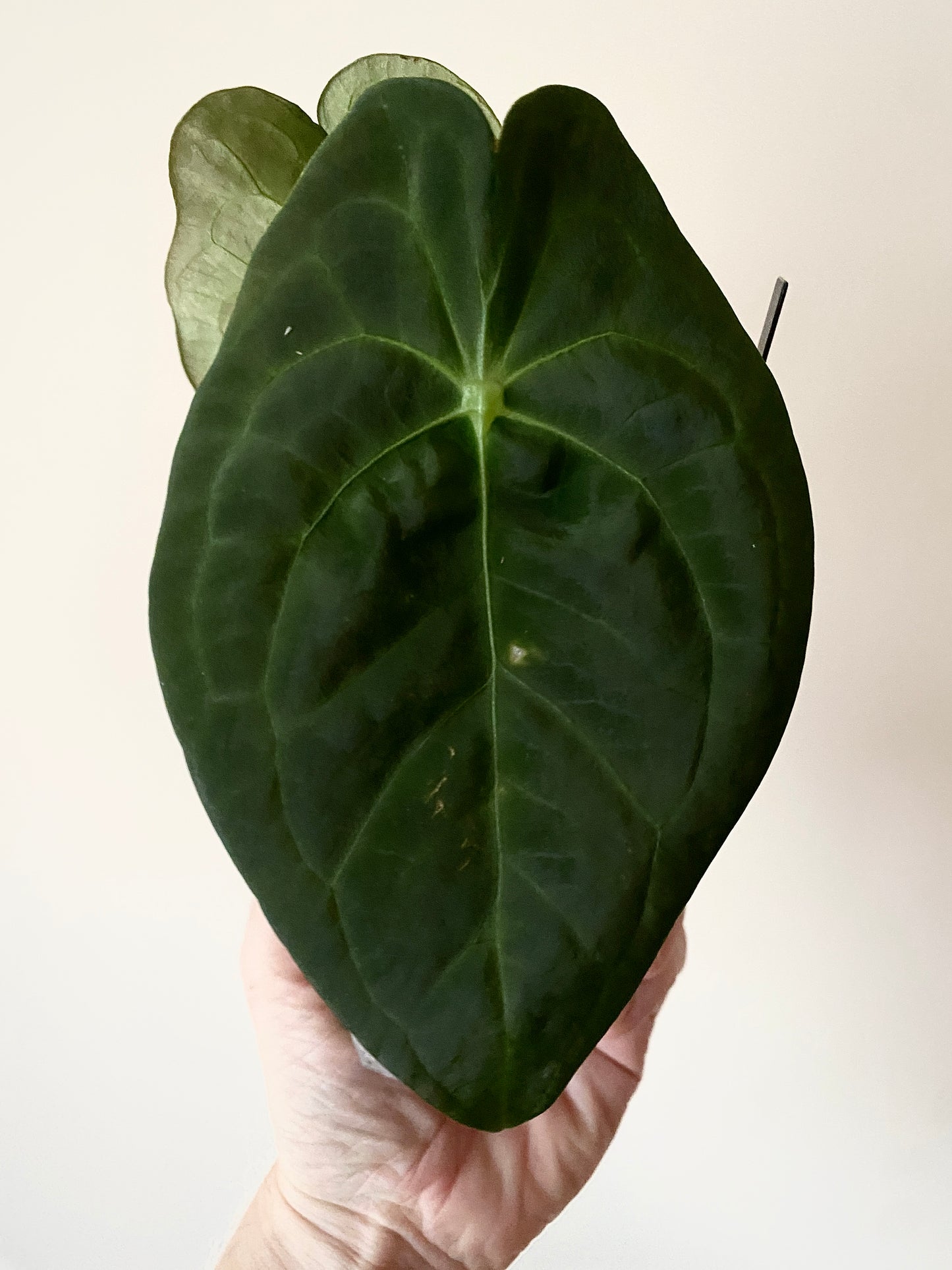 Anthurium Papillaminum X Forgetii dark form | 7 cm pot