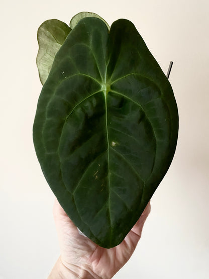 Anthurium Papillaminum X Forgetii dark form | 7 cm pot