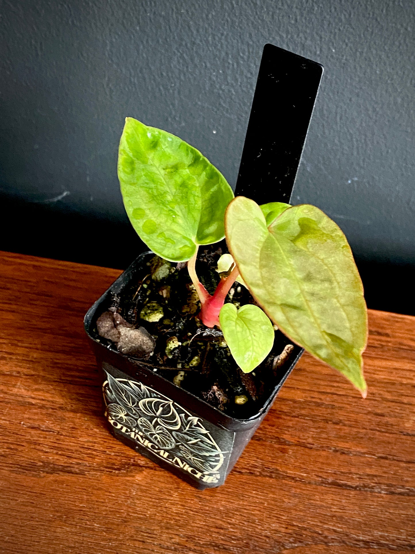 Anthurium Indo Black Widow X (Carlablackiae x Papillaminum) | 7 cm pot