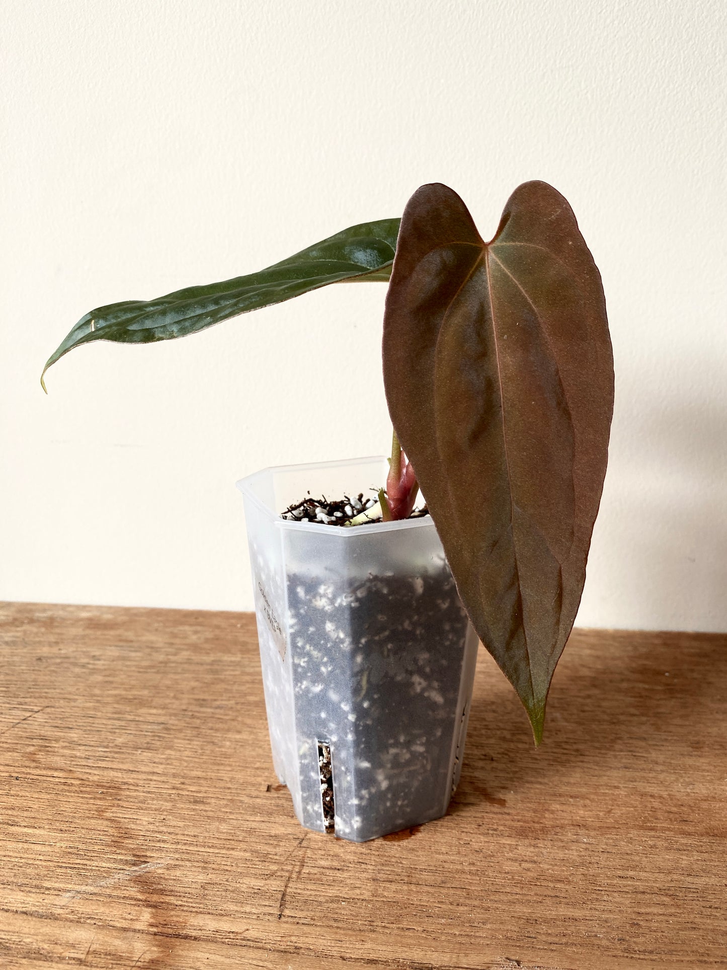 Anthurium Golden Eagle X BVEP (R.FxF) | 7 cm pot