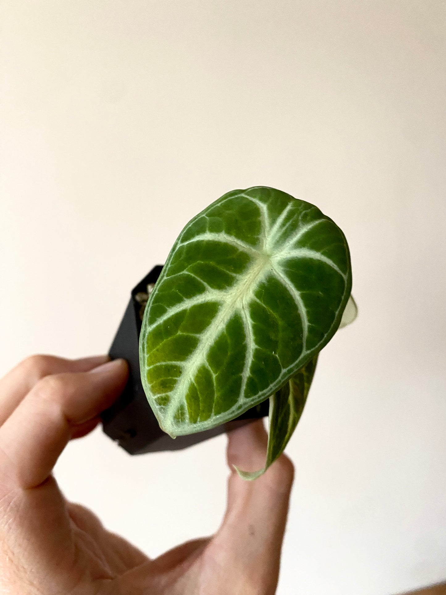 Alocasia Ninja Aurea splash | 5 cm pot