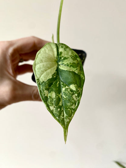 Alocasia Dragonscale Albo variegata | 6 cm pot [B]