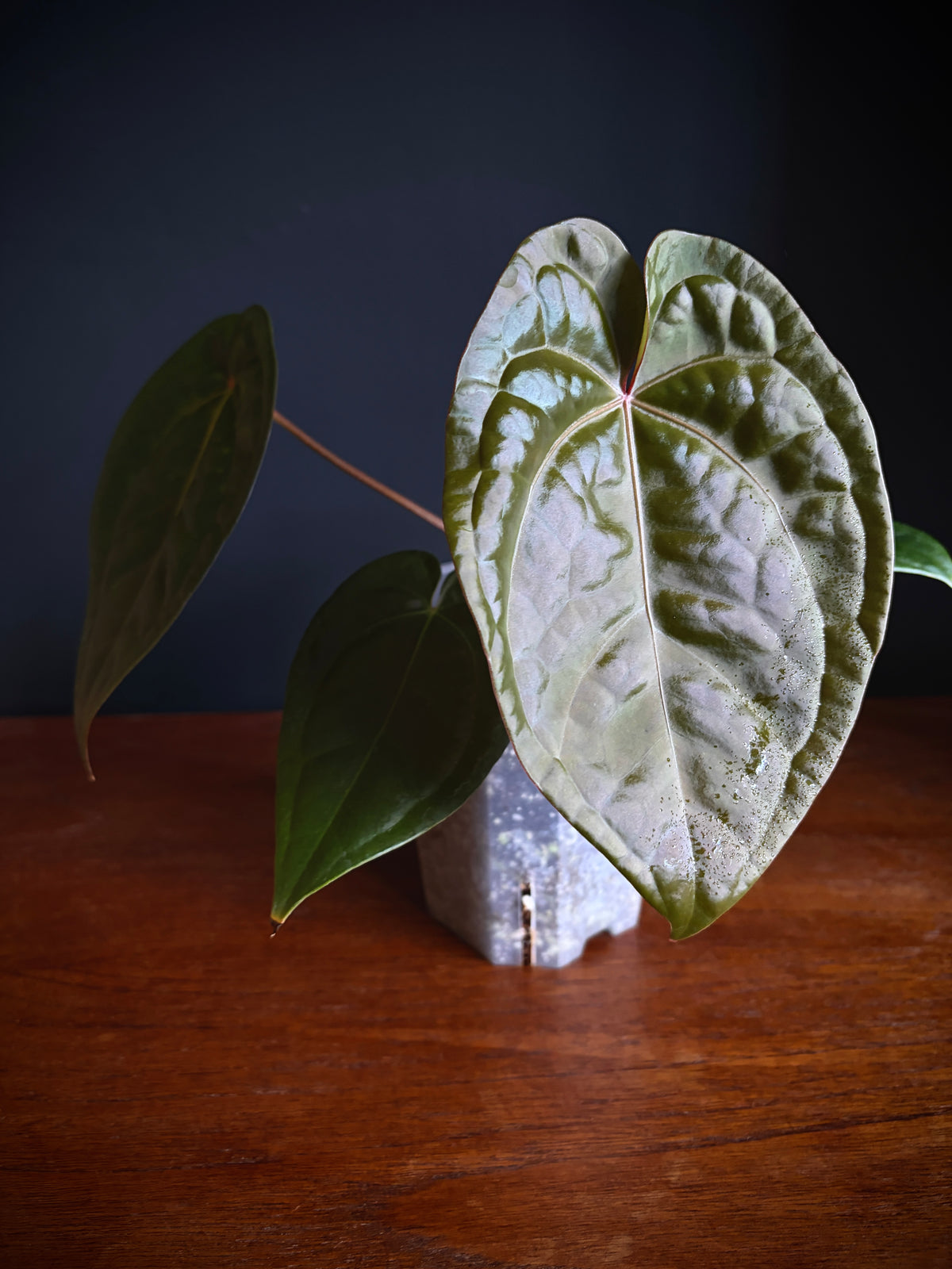 Anthurium DB Red Crystallinum X Luxurians | 9 cm pot