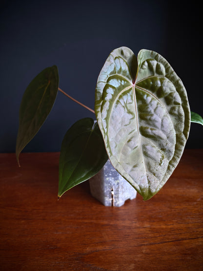 Anthurium DB Red Crystallinum X Luxurians | 9 cm pot