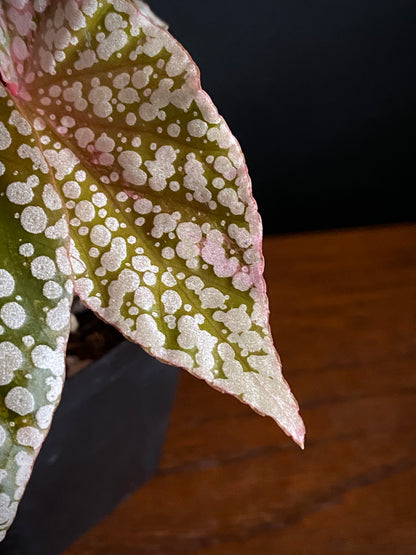 Begonia Snow Capped Pink variegated | 7 cm pot