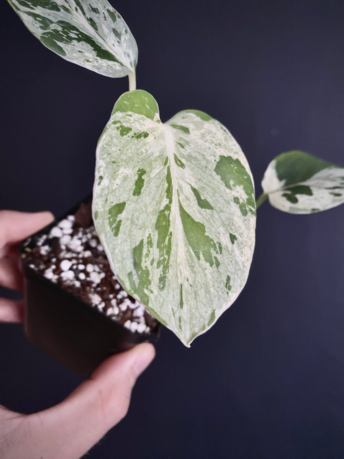 Monstera Bulbasaur | 7 cm pot