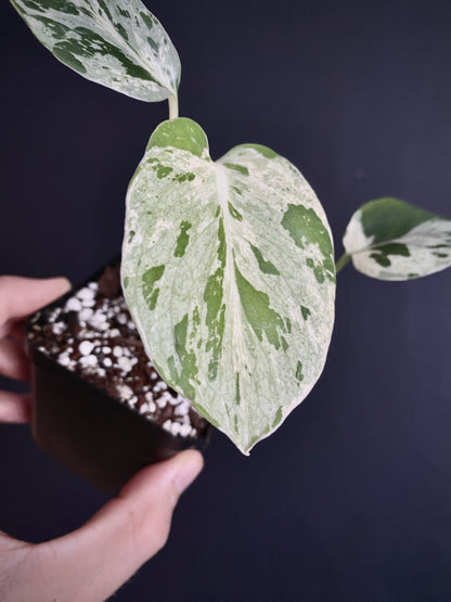 Monstera Bulbasaur | 7 cm pot