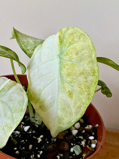 Alocasia Ninja Tricolor variegated | 10 cm pot [B]