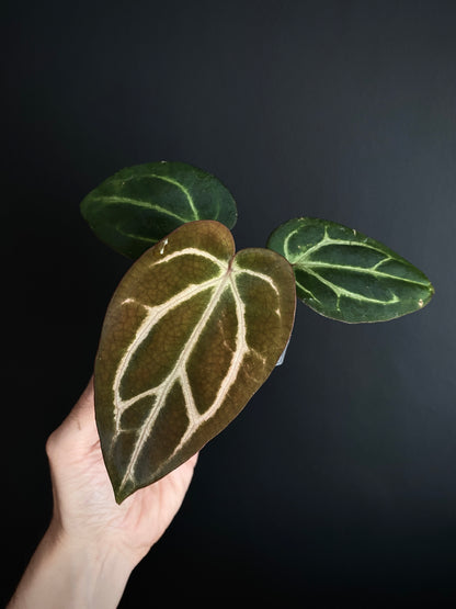 Anthurium Carlablackiae | 7 cm pot [A]