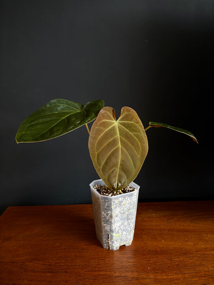 Anthurium Papillilaminum Legend x self | 7 cm pot