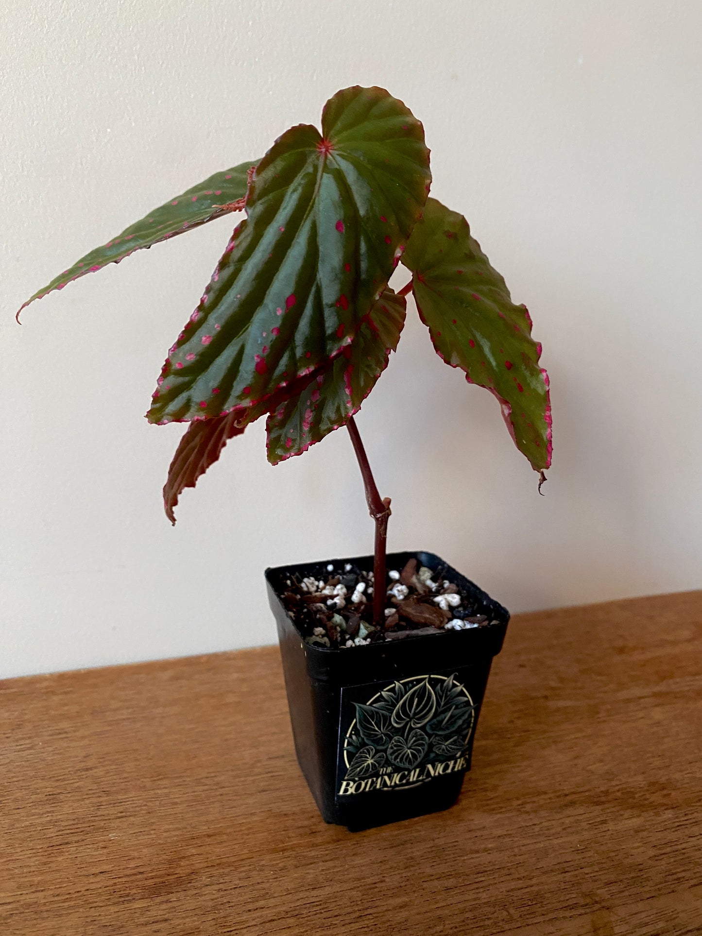 Begonia Negrosensis X Nothobaramensis | 6 cm pot [A]