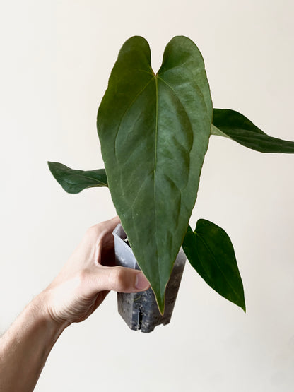 Anthurium Golden Eagle X BVEP (R.FxF) | 7 cm pot [B]