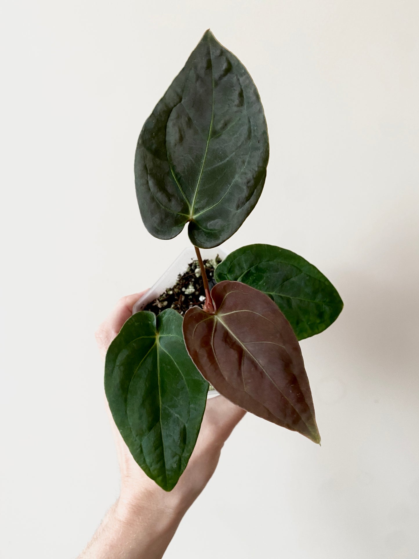 Anthurium Papillilaminum Legend x self | 9 cm pot