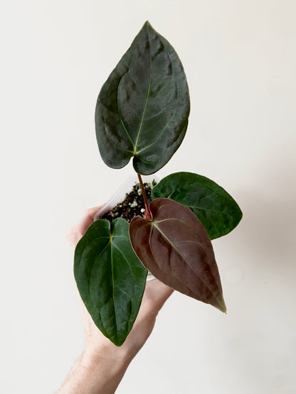 Anthurium Papillilaminum Legend x self | 9 cm pot