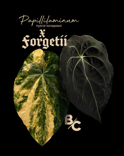 Anthurium Papillilaminum Hb variegated X Forgetii | 7 cm pot [B]