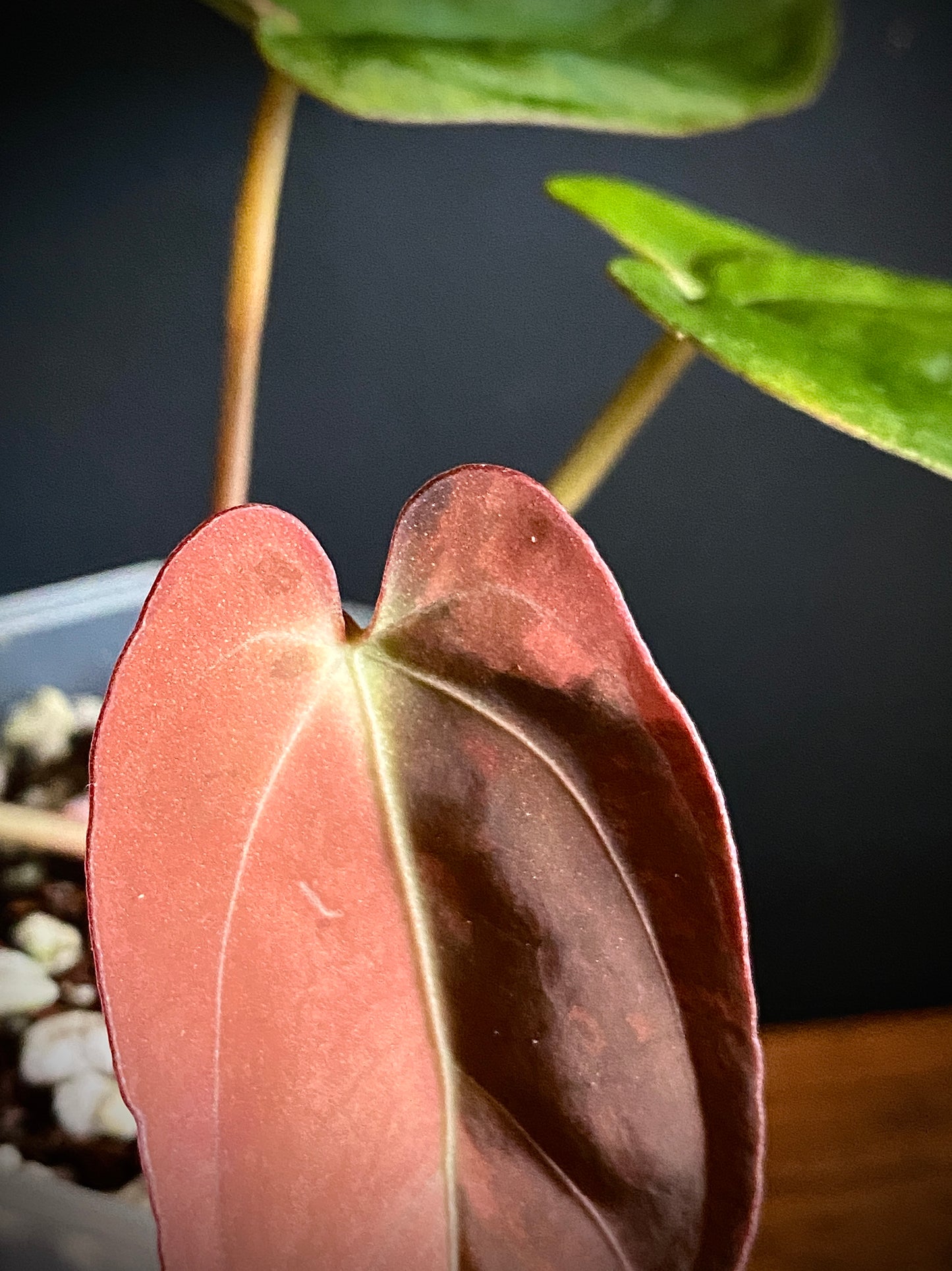 Anthurium Goliath (x self) variegated | 7 cm pot