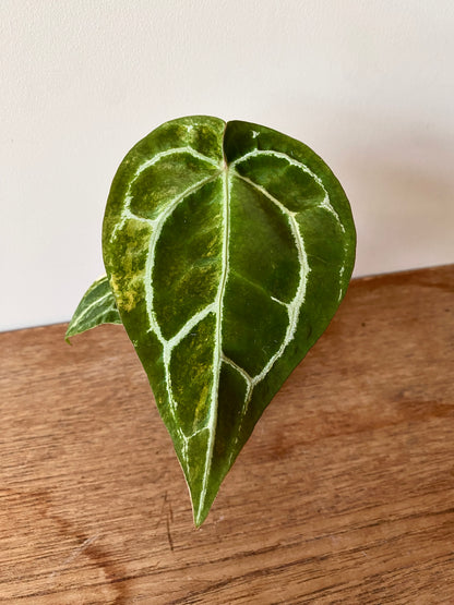 Anthurium Pap.Crystal var X Tezula Red Crystallinum | 7 cm pot [A]